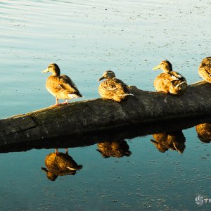 5 ducks
